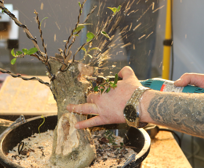 privet bonsai carving